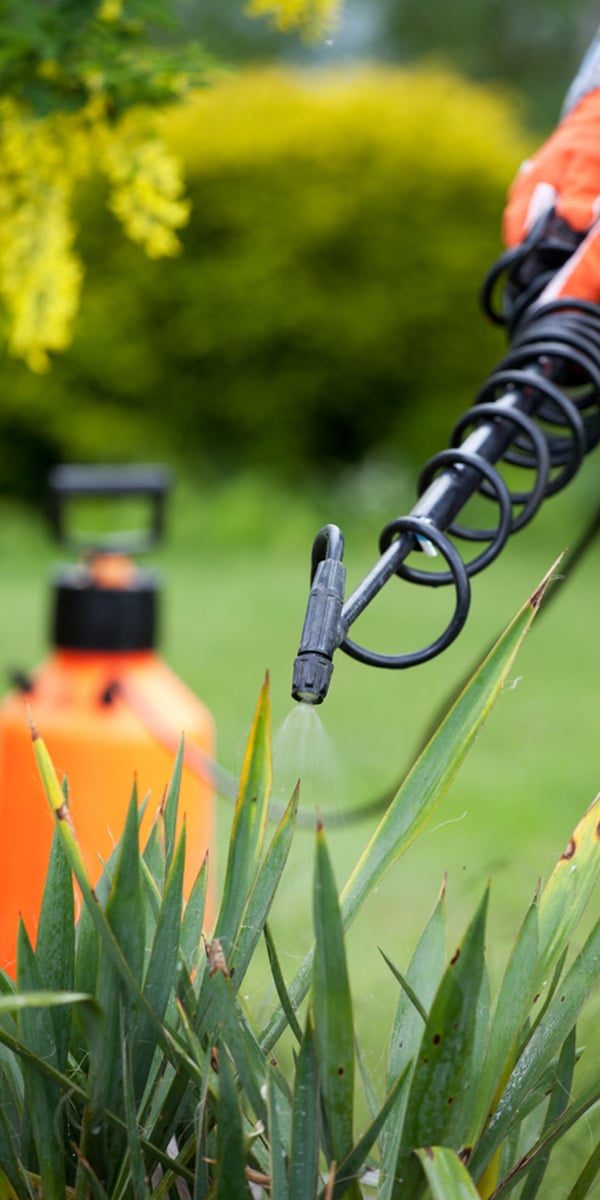 Protecting Yucca Plant From Fungal Disease in Toowoomba, QLD