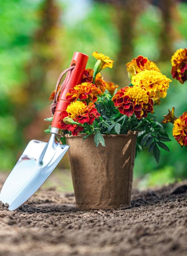 Flowers in Toowoomba Highfields Garden Centre
