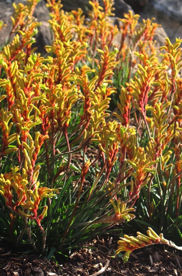 Yellow Kangaroo Paw Flowers On A Plant in Toowoomba, QLD