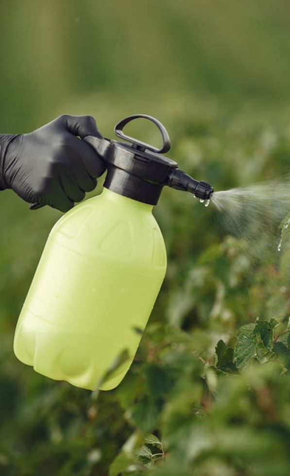 Farmer Spraying Vegetables in the Garden With Herbicides in Toowoomba, QLD