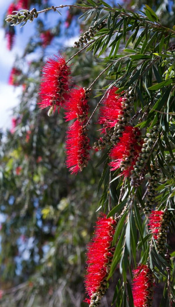 Callistemon Viminalis in Spring in Toowoomba, QLD