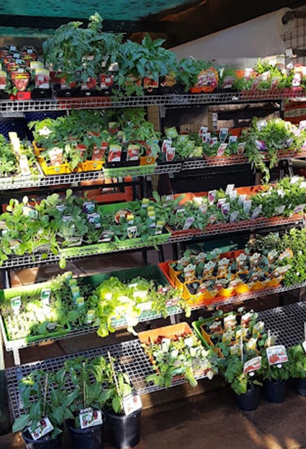Seedlings in Toowoomba Highfields Garden Centre