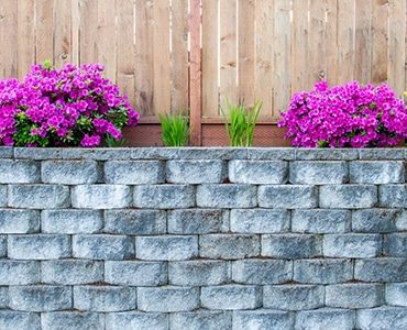 Azaleas on Retaining Wall with Fence in Toowoomba, QLD