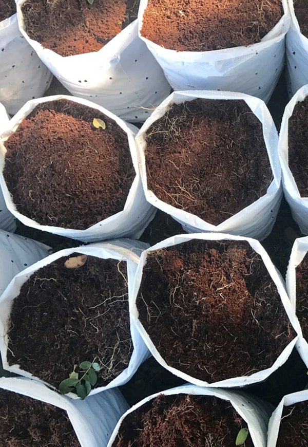 Coconut Coir in Nursery Bag for Farm With Fertigation in Toowoomba, QLD