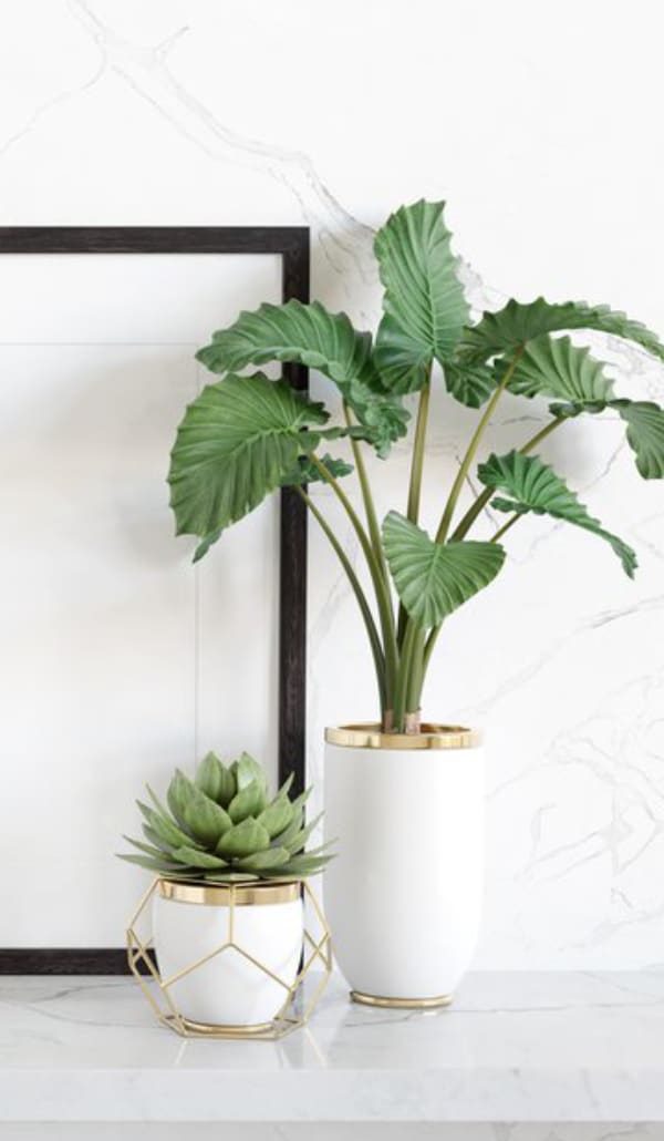 Indoor Plants in Toowoomba Highfields Garden Centre