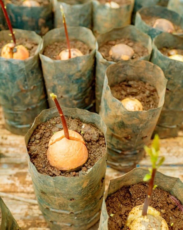 Fruit Trees in Toowoomba Highfields Garden Centre